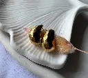 Turtle Shell Pattern WE0015